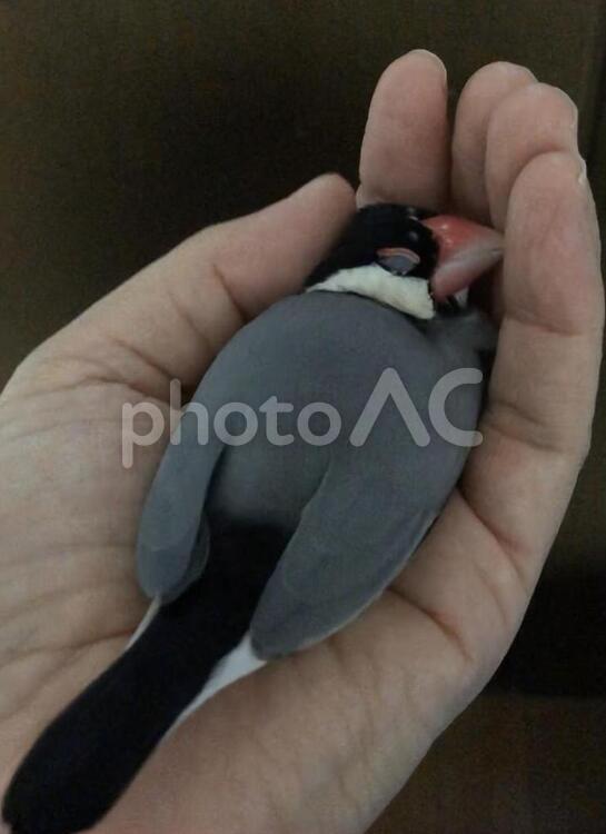 手のひら大好き　ゴマちゃん　文鳥 文鳥,ゴマちゃん,手のひらの写真素材