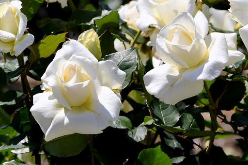 薔薇　マダムサチ 薔薇,マダムサチ,白の写真素材