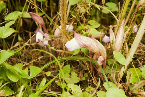 ナンバンギセルの花 ナンバンギセルの花の写真
