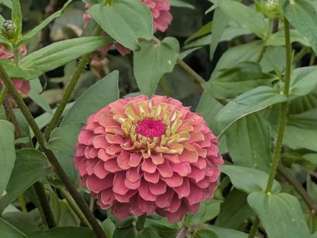 ジニア ジニア,百日草,夏の写真素材