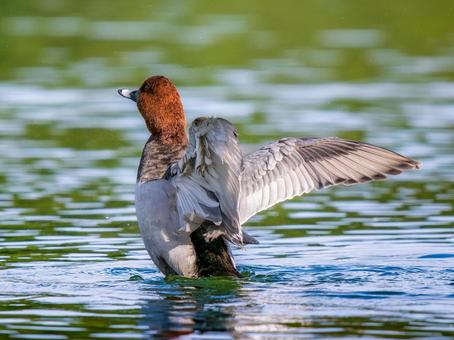 池で羽ばたくホシハジロ・カモ・鴨 ホシハジロ,鴨,野鳥の写真素材