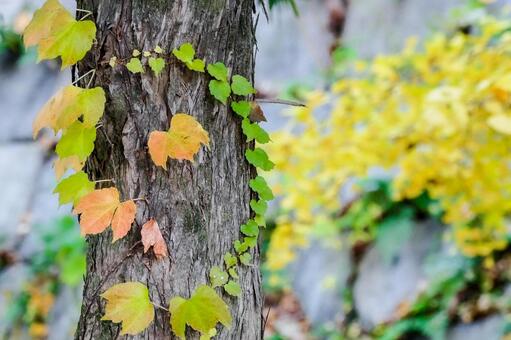 蔦が絡む木の幹と黄葉 蔦,ツタ,紅葉の写真素材