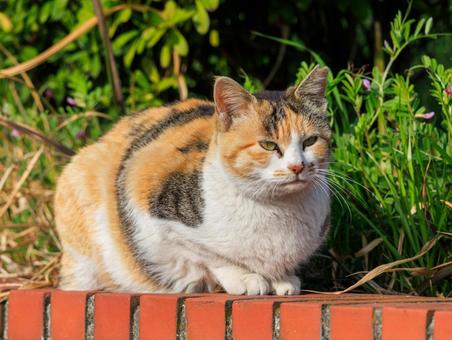 海の公園で寛ぐ三毛猫さんです。 海の公園で寛ぐ三毛猫さんです。 猫,野良猫,地域猫の写真素材