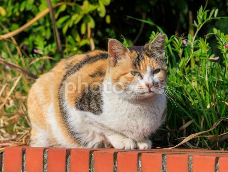 海の公園で寛ぐ三毛猫さんです。 猫,野良猫,地域猫の写真素材