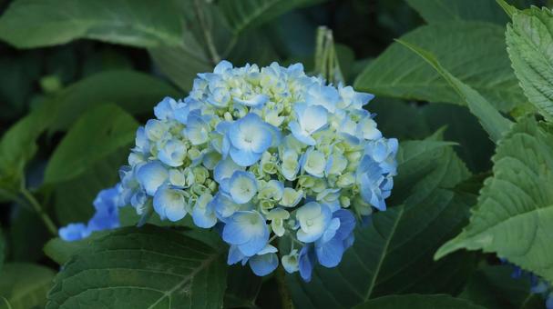 紫陽花 紫陽花の写真