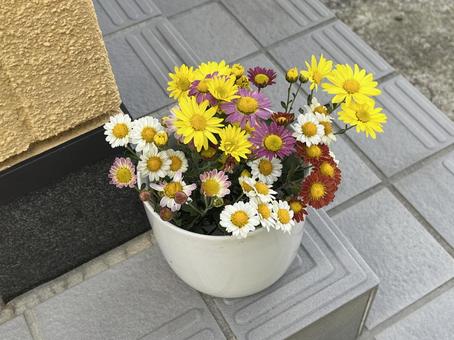 菊の花 菊,花,秋の写真素材