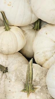 かぼちゃ かぼちゃ,ハロウィン,収穫祭の写真素材