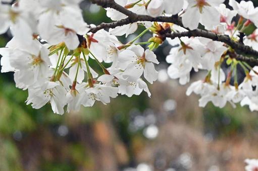 ソメイヨシノの花びら ソメイヨシノの花びらの写真