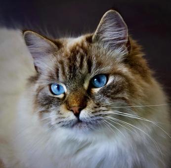 青い目の猫 青い目の猫 ネコ,モフモフ,動物の写真素材