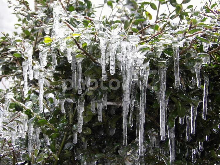 春の氷柱　榊2 春,早春,氷柱の写真素材
