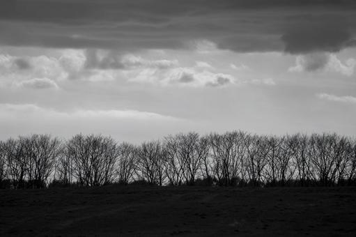 空と冬枯れの木々のシルエット 並木,ドラマチック,雰囲気の写真素材
