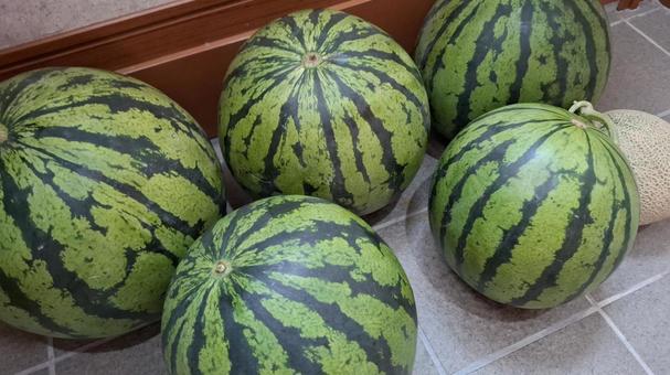 Photo, watermelon, a watermelon, water melon, 