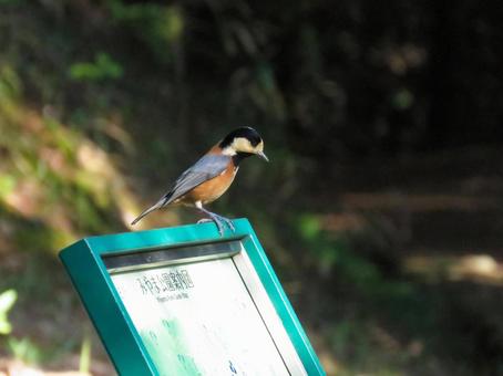 看板の上に留まるヤマガラ ヤマガラ,野鳥,動物の写真素材
