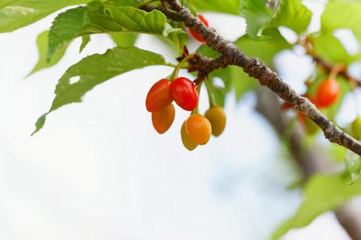 Photo, cherry, scarlet cold cherry, real, 
