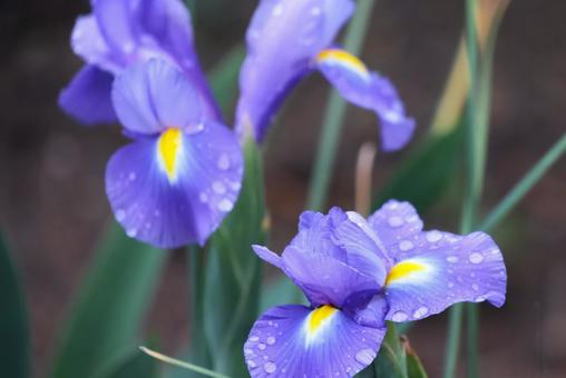 4月下旬の庭の雨上がりのハナショウブの花 4月下旬の庭の雨上がりのハナショウブの花の写真