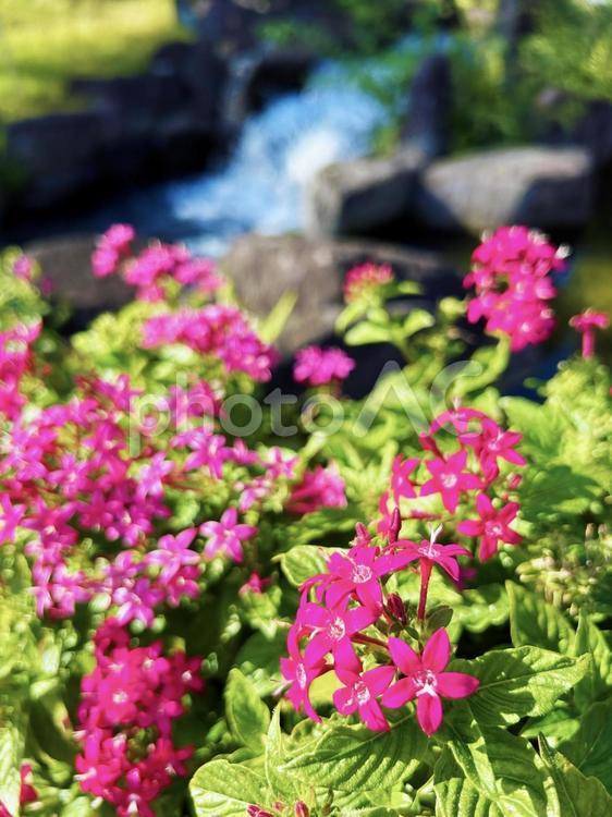 陽を浴びるピンク色のペンタス ペンタス,花,フラワーの写真素材
