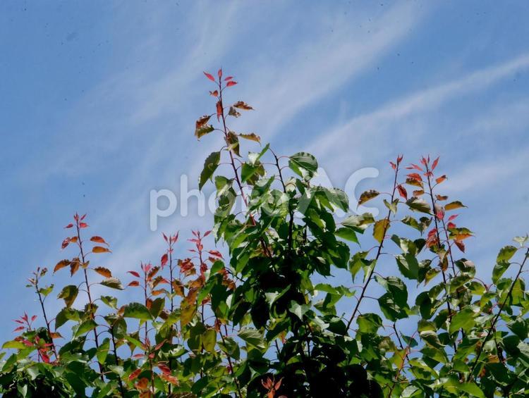 葉と空 自然,空,背景素材の写真素材