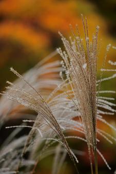 Autumn colors in the background -3, JPG
