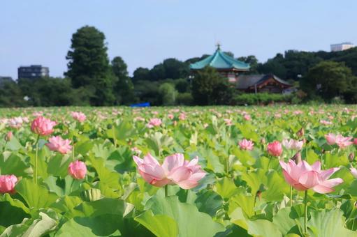 蓮の花が咲く上野公園不忍池 蓮の花が咲く上野公園不忍池の写真