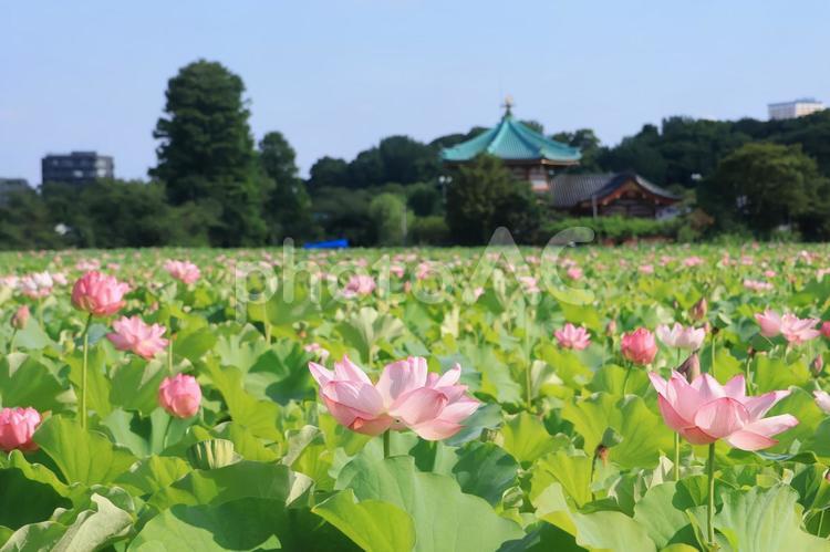 蓮の花が咲く上野公園不忍池 蓮の花,満開,ハスの写真素材