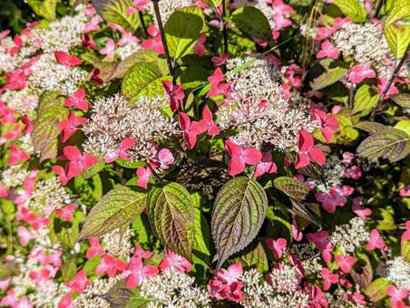 満開の額紫陽花 満開の額紫陽花の写真