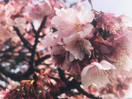 桜 桜の写真