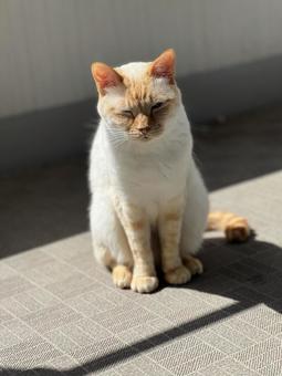 夏の猫 夏の猫 猫,白い猫,暑いの写真素材