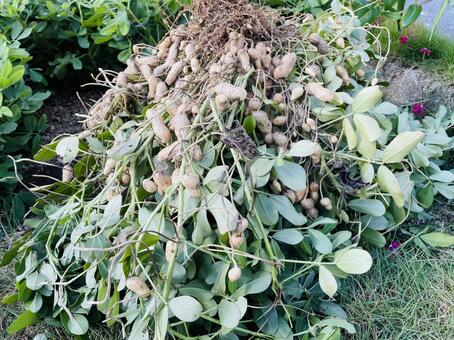 落花生 ピーナッツ,ピーナツ,落花生の写真素材