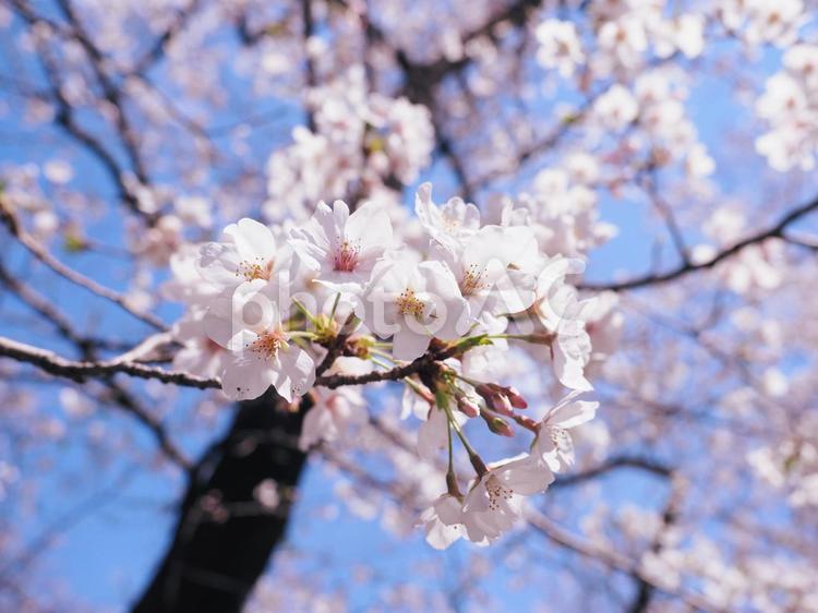 桜の花のある風景 桜,花,開花の写真素材