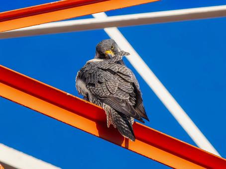 鉄骨にとまるハヤブサ ハヤブサ,隼,野鳥の写真素材