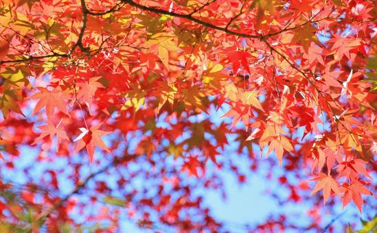 鮮やかなもみじの紅葉 紅葉,もみじ,秋の写真素材