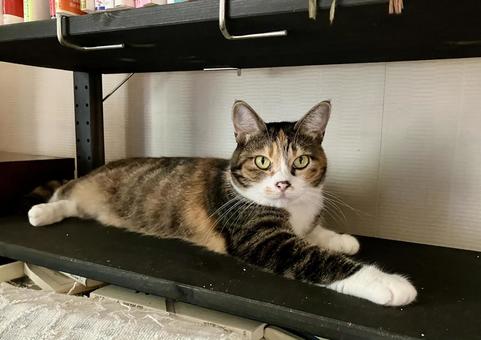 本棚の猫 本棚の猫 猫,ねこ,catの写真素材