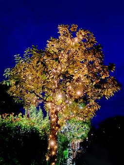 イルミネーション イルミネーション,電飾,光の写真素材