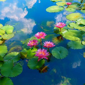 水鏡に映る蓮の花と夏の空 水鏡に映る蓮の花と夏の空の写真