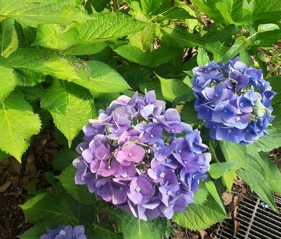 紫の紫陽花 アジサイ,紫陽花,6月の写真素材