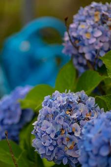 Photo, kaisei hydrangea village, park, hydrangea, 