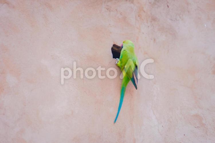 鮮やかなインコのイメージ インコ,緑のインコ,壁の写真素材