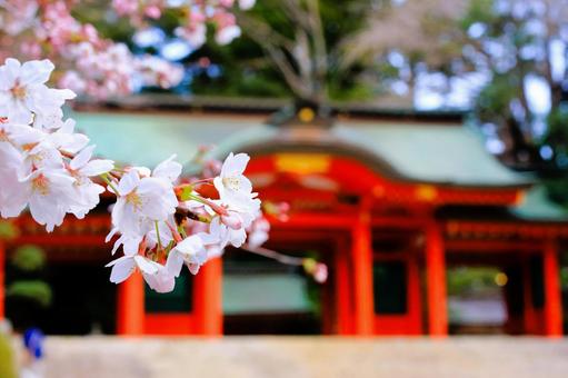 合格祈願 サクラ咲く 合格祈願 サクラ咲く 合格祈願,桜,受験生の写真素材