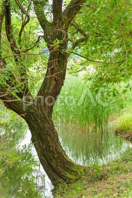自然公園の水辺の草木 木,草,草むらの写真素材