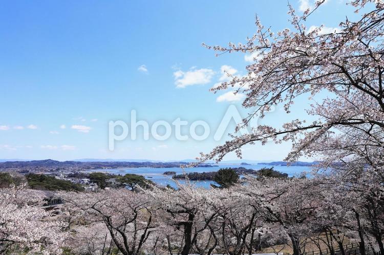 白衣観音の桜と松島湾 松島,さくら,宮城県の写真素材