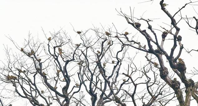 枯れ木にすずめ 枯れ木にすずめ 冬,木,木々の写真素材
