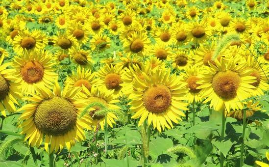 鮮やかなひまわり畑 鮮やかなひまわり畑 ひまわり畑,夏,花の写真素材