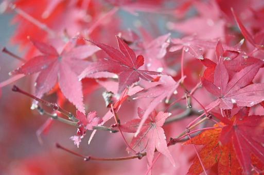 もみじの木の写真