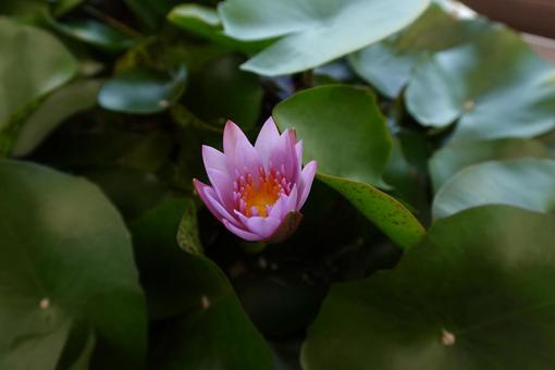 Water lilies , JPG