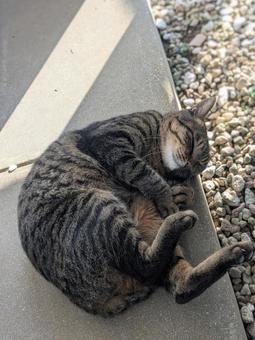 迷い猫 迷い猫の写真