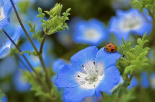 ネモフィラ ネモフィラ ネモフィラ,てんとう虫,花の写真素材