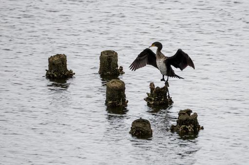 ウミウの若鳥⑵ 鳥,ウミウ,若鳥の写真素材