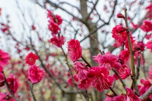 満開の紅梅 紅梅,梅,花の写真素材