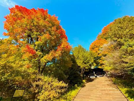 鮮やかな紅葉と階段とブルースカイ 青空,空,ブルースカイの写真素材