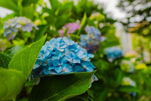 【青森】青い森公園の花 2025 【青森】青い森公園の花 2025の写真